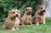 staffdogs